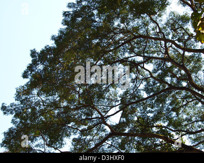 Zweige und Blätter Affe Pod Baum. Stockfoto