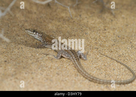 Haria Eidechse (Galiotia Atlantica) gefunden in Fuerteventura Kanarische Inseln Stockfoto