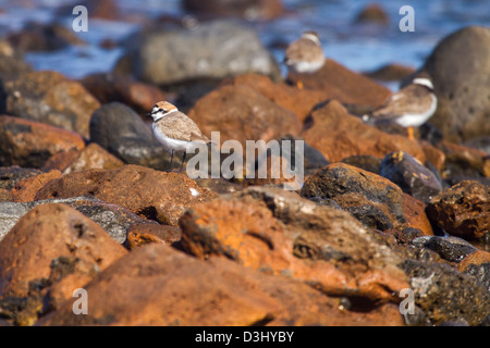 Seeregenpfeifer (Charadrius Alexandrinus) auf den Felsen am Meer Stockfoto