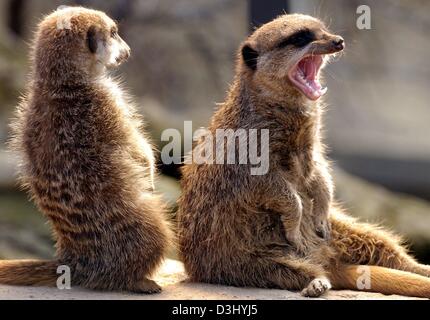 (Dpa) - zwei Erdmännchen (Suricata Suricatta) sitzen auf dem Boden von der ihrem Gehege während einer von ihnen gähnt im Zoo in Stuttgart, Deutschland, 21. Januar 2004. Erdmännchen sind sehr Familie gesinnten Tiere und werden verwendet, um ein wärmeres Klima - sie leben in der Regel in den Prärien des südlichen Afrikas. Stockfoto