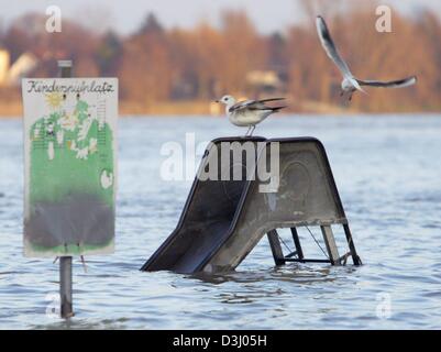 (Dpa) - zwei Möwen fliegen Sie über einen überfluteten Kinderspielplatz (Kinderspielplatz) am Ufer des Rheins in Köln, Deutschland, 18. Januar 2004. Mehr Regen wird am 19. und 20. Januar 2004 erwartet. Stockfoto