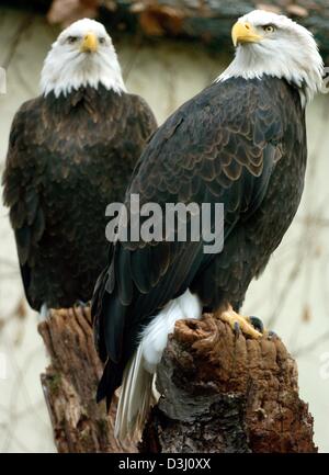 (Dpa) - ein paar Weißkopf-Seeadler (Haliaeetus Leucocephalus) sitzen auf hölzernen Stümpfe in der Adler-Gehege im Zoo in Frankfurt Main, Deutschland, 12. Februar 2004. Der Weißkopfseeadler ist das Wappentier der Vereinigten Staaten. Stockfoto