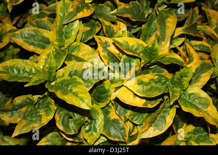 Gelb und grün Blätter von der Strauch immergrüne Euonymus - Euonymus Japonicus Vielzahl Ovatus Aureus Stockfoto