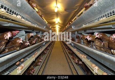 (Dpa) - Legehennen sitzt in ihren Käfigen auf einer Hühnerfarm in Wriezen, Deutschland, 27. Januar 2004. Bis in die 1950er Jahre wurden Legehennen vorwiegend auf traditionelle Art und Weise gehalten, die Freilandhaltung zu bewegen, Nester und sitzen Stangen enthalten. Mit einem Anstieg der Nachfrage nach Eiern in den frühen 1960er Jahren wurde die Produktion von Eiern rationalisiert. Mitte der 1990er Jahre waren 90 Prozent der Legehennen kep Stockfoto