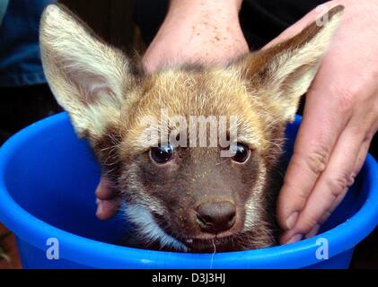 (Dpa) - mit seinen großen Augen öffnen die Baby Mähnenwolf Jefa aus einem Eimer im Zoo in Frankfurt am Main, 7. Januar 2004 schaut. Der natürliche Lebensraum der Mähnenwolf (Chrysocyon Brachyurus) ist in der Regel Südamerika. Die größte von allen südamerikanischen Caniden, es steht fast einen Meter hoch an der Schulter und hat einen langen, rot-goldenen Mantel. Stockfoto