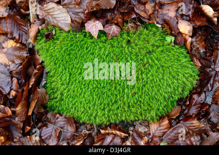 Gemeinsamen Haircap Moos (Polytrichum Commune) Stockfoto