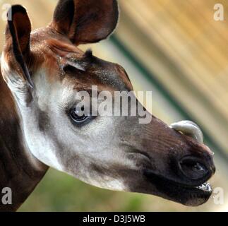 (Dpa) - ein Okapi leckt seinen Mund mit ihrer langen Zunge im Zoo in Frankfurt am Main, 28. April 2004. Okapis gehören zur Familie Giraffe und bewohnt fast sonnenlosen Regenwälder oberen Kongo und ernährt sich von Blättern. Das Okapi war Zoologen unbekannt bis Anfang des 20. Jahrhunderts. Stockfoto