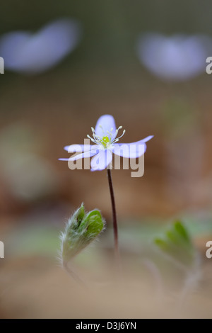 Anemone Leberblümchen (Hepatica Nobilis) Stockfoto