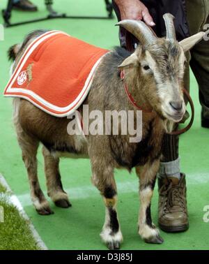 (Dpa) - das Maskottchen des deutschen Fußball-Bundesliga Fußball Verein 1.FC Köln, namens "Hennes VII" in ein Bild im RheinEnergieStadion in Köln, Deutschland, 1. Mai 2004. Das Maskottchen hielt nicht viel Glück für den Verein in dieser Saison da Köln bereits der letzte Platz in Deutschlands Top-Fußballliga gesichert ist und wird in die zweite Liga nach der Saison abgestiegen. Stockfoto