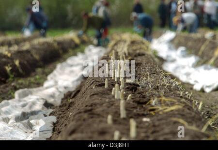 (Dpa) - eine Woche Erlier als im Vorjahr saisonale Knechte beginnen, Spargel auf einem Feld in Hamberge, Deutschland, 27. April 2004 zu ernten. Erwarten Sie durch eine warme und trockene Sommer 2003 Landwirte eine gute Ernte. Wachsen Sie im deutschen Bundesland Schleswig-Holstein über 100 Betriebe Spargel auf eine Gesamtgröße von etwa 400 Hektar. Stockfoto