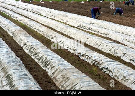 (Dpa) - eine Woche Erlier als im Vorjahr saisonale Knechte beginnen, Spargel auf einem Feld in Hamberge, Deutschland, 27. April 2004 zu ernten. Erwarten Sie durch eine warme und trockene Sommer 2003 Landwirte eine gute Ernte. Wachsen Sie im deutschen Bundesland Schleswig-Holstein über 100 Betriebe Spargel auf eine Gesamtgröße von etwa 400 Hektar. Stockfoto