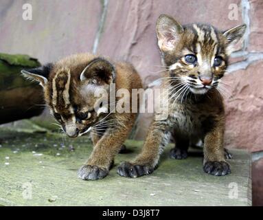 (Dpa) - zwei junge asiatische goldene Katzen sitzen in ihren Käfig im Zoo in Heidelberg, Deutschland, am 14. April 2004. Die zwei Kätzchen, namens Santai und Kiri, wurden im Zoo am 20. Februar 2004 geboren. Die Zoos in Heidelberg und Wuppertal sind die einzigen Zoos in Deutschland, die die Katzen zu züchten, die Eingeborenen von Südostasien und sind vom Aussterben. Stockfoto