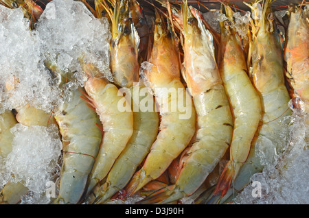frische Garnelen in Eis Stockfoto