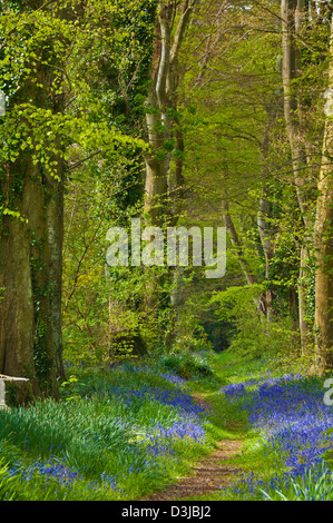 Glockenblumen in einem Wald in der Nähe von Pwllheli LLyn Halbinsel Gwynedd North Wales GB UK EU Europa Stockfoto