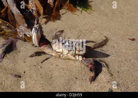 Samt schwimmen Krabbe (Necora (= Macropipus = Liocarcinus, = Portunus) Puber: Portunidae) in der Abwehr stellen UK Stockfoto