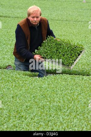 (Dpa) - Mitarbeiter Werner Brinckmann ordnet Kartons mit Kohl Sämlinge in einem Gewächshaus in Schuelperweide, Deutschland, 14. April 2005. Sind Sie bis zu 30 Millionen Setzlinge gepflanzt jedes Jahr und dann Bauern im deutschen Bundesland Schleswig-Holstein verkauft. Der Kreis Dithmarschen gilt als Europas größte zusammenhängende Anbaugebiet für Kohl mit 2800 Hektar cu Stockfoto