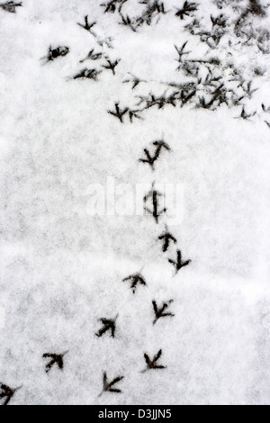 Mehreren Vogelfuß Schritte im Schnee Stockfoto