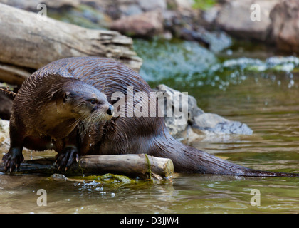 Der Oriental Short-Clawed Otter (Aonyx Cinerea) Stockfoto