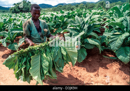 Landarbeiter halten 'Clip' des Tabaks lässt auf einer Farm in der Nähe von Hundertjahrfeier. Zimbabwe Stockfoto