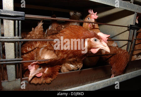 (Dpa) - Legehennen in einer Legebatterie in Deutschland am 22. Dezember 2004 abgebildet. Stockfoto