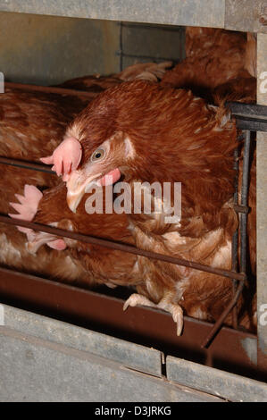 (Dpa) - Legehennen in einer Legebatterie in Deutschland am 22. Dezember 2004. Stockfoto