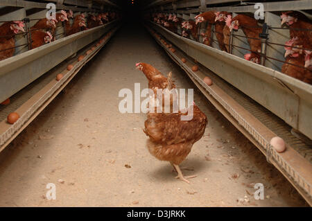 (Dpa) - Legehennen in einer Legebatterie in Deutschland am 22. Dezember 2004. Diese Hühner haben einen gebrochenen Käfig entkommen und frei durchstreifen die Gänge zwischen den Reihen der Käfige. Wenn sie nicht erwischt werden, werden sie von Durst sterben, da der Spender für Trinkwasser nur in den Käfigen befinden. Stockfoto