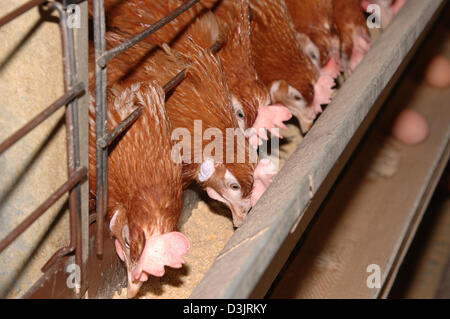 (Dpa) - Legehennen in einer Legebatterie in Deutschland am 22. Dezember 2004. Stockfoto