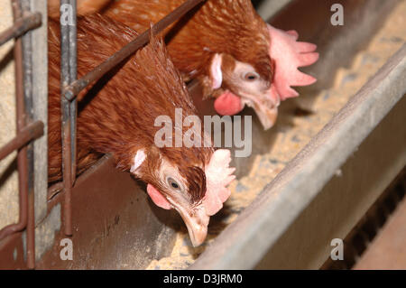 (Dpa) - Legehennen in einer Legebatterie in Deutschland am 22. Dezember 2004. Stockfoto