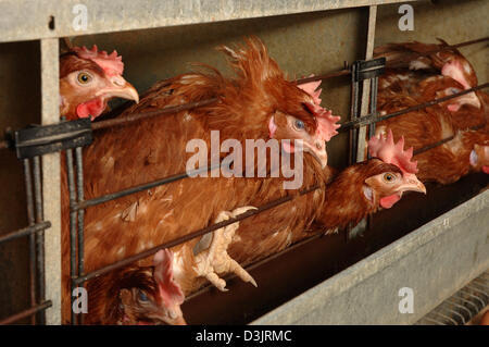 (Dpa) - Legehennen in einer Legebatterie in Deutschland am 22. Dezember 2004. Stockfoto