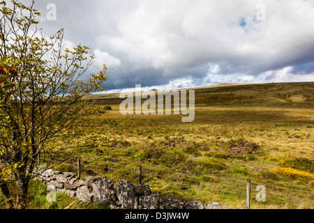 Dartmoor, Longaford, niedrigeren und höheren weißen Toren, einen einzigen einsamen windgepeitschten Weißdorn Baum in der Nähe von Postbridge, Devon Stockfoto