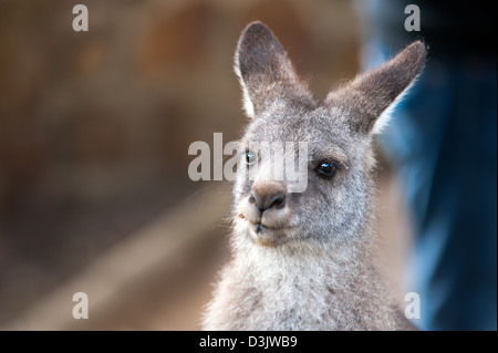 Eine Nahaufnahme eines Kängurus, die Kopf und Schultern zeigen. Stockfoto