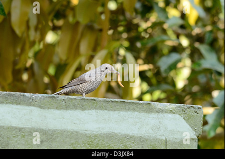 schöne weibliche blauen Rock Soor (Monticola Solitarius) stehen auf dem Dach Stockfoto