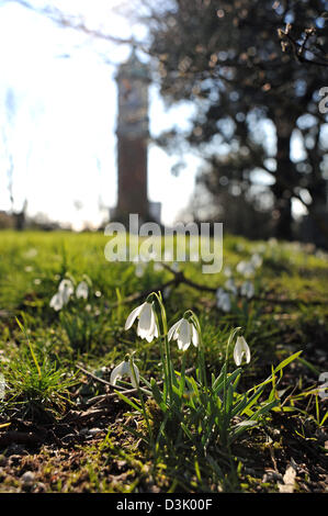 Brighton, Sussex, UK. 20. Februar 2013. Schneeglöckchen in voller Blüte genießen einige Frühlingssonne in Queens Park Brighton heute Stockfoto