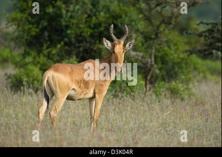 Jacksons Kuhantilope (Alcelaphus Buselaphus Lelwel), Ol Pejeta Wildlife Conservancy, Laikipia, Kenia Stockfoto