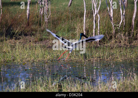 Schwarz-necked Storch oder Jabiru (Xenorhynchus Asiaticus), Gregory Nationalpark, Northern Territory, Australien Stockfoto