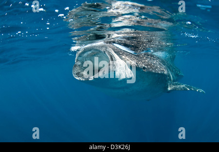 Wal-Hai Fütterung vor der Küste der Isla Mujeres, Mexiko. Stockfoto