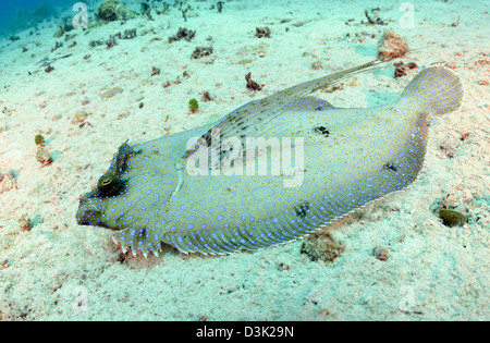 Peacock Flunder auf Sand am karibischen Reef. Stockfoto