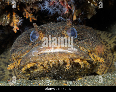 Auster Krötenfisch, Atlantik. Stockfoto