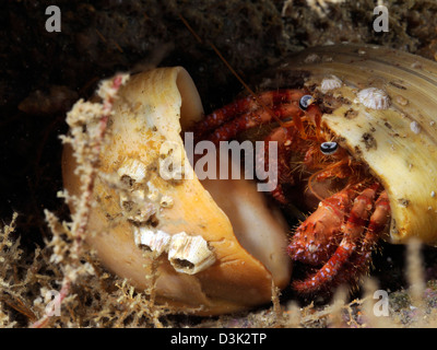 Einsiedlerkrebs versteckt in seiner Schutzhülle vor der Küste von North Carolina im Atlantischen Ozean. Stockfoto