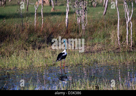 Schwarz-necked Storch oder Jabiru (Xenorhynchus Asiaticus), Gregory Nationalpark, Northern Territory, Australien Stockfoto