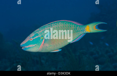 Stoplight Papageienfisch auf karibischer Reef. Stockfoto