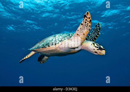 Echte Karettschildkröte in mittlerer Wassertiefe im karibischen Meer. Stockfoto