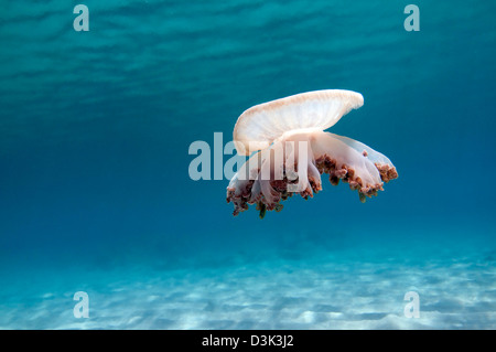 Upside-down Qualle im karibischen Meer. Stockfoto