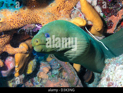 Grüne Muräne am karibischen Reef. Stockfoto