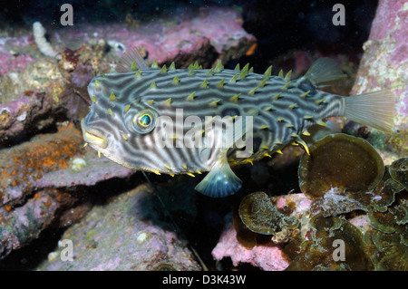 Burrfish im Atlantischen Ozean. Stockfoto