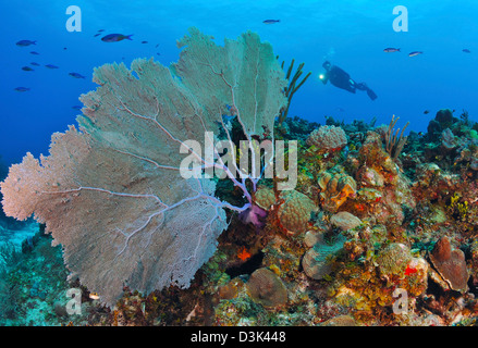 Eine große lila Gorgonien mit Taucher im Hintergrund am karibischen Reef. Stockfoto