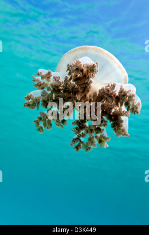 Upside-down Qualle im karibischen Meer. Stockfoto