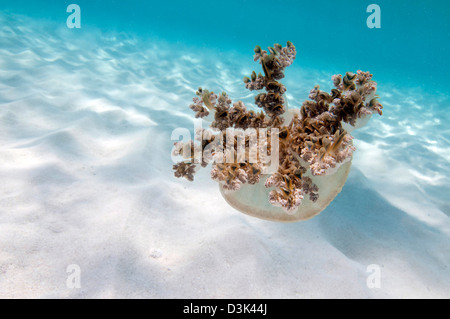 Upside-down Quallen über Sand im karibischen Meer. Stockfoto