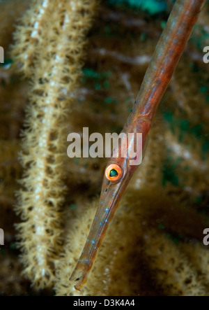 Juvenile Trumpetfish auf Weichkorallen im karibischen Meer. Stockfoto