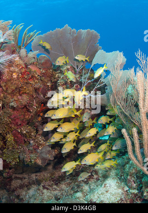 Blau gestreifte Grunzen Schulbildung am karibischen Reef. Stockfoto